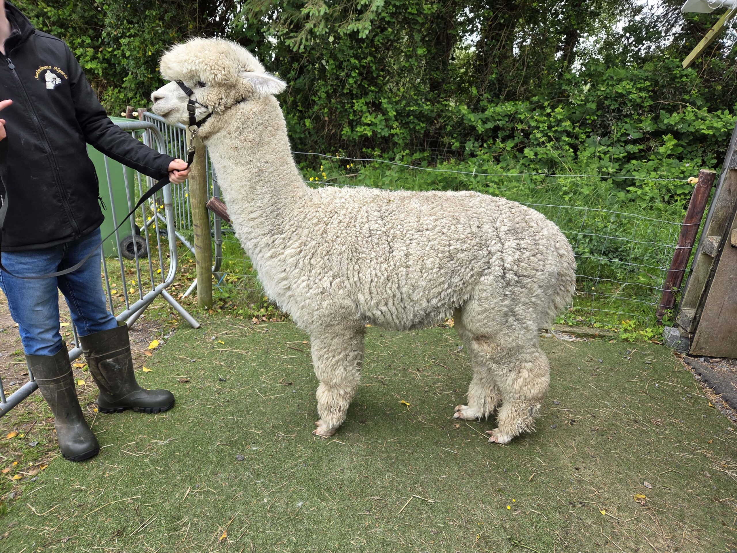 Stud Alpaca