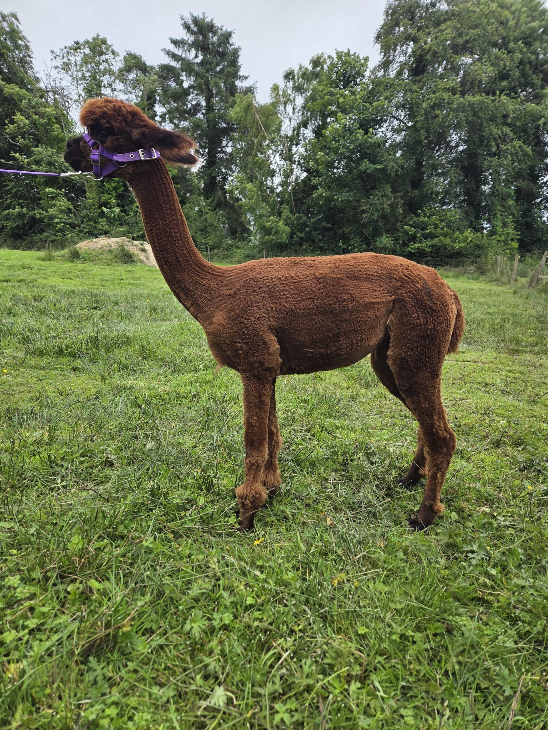 Suaimhneas Alpacas - Suaimhneas Summertime Holly - Brown Huacaya for Sale