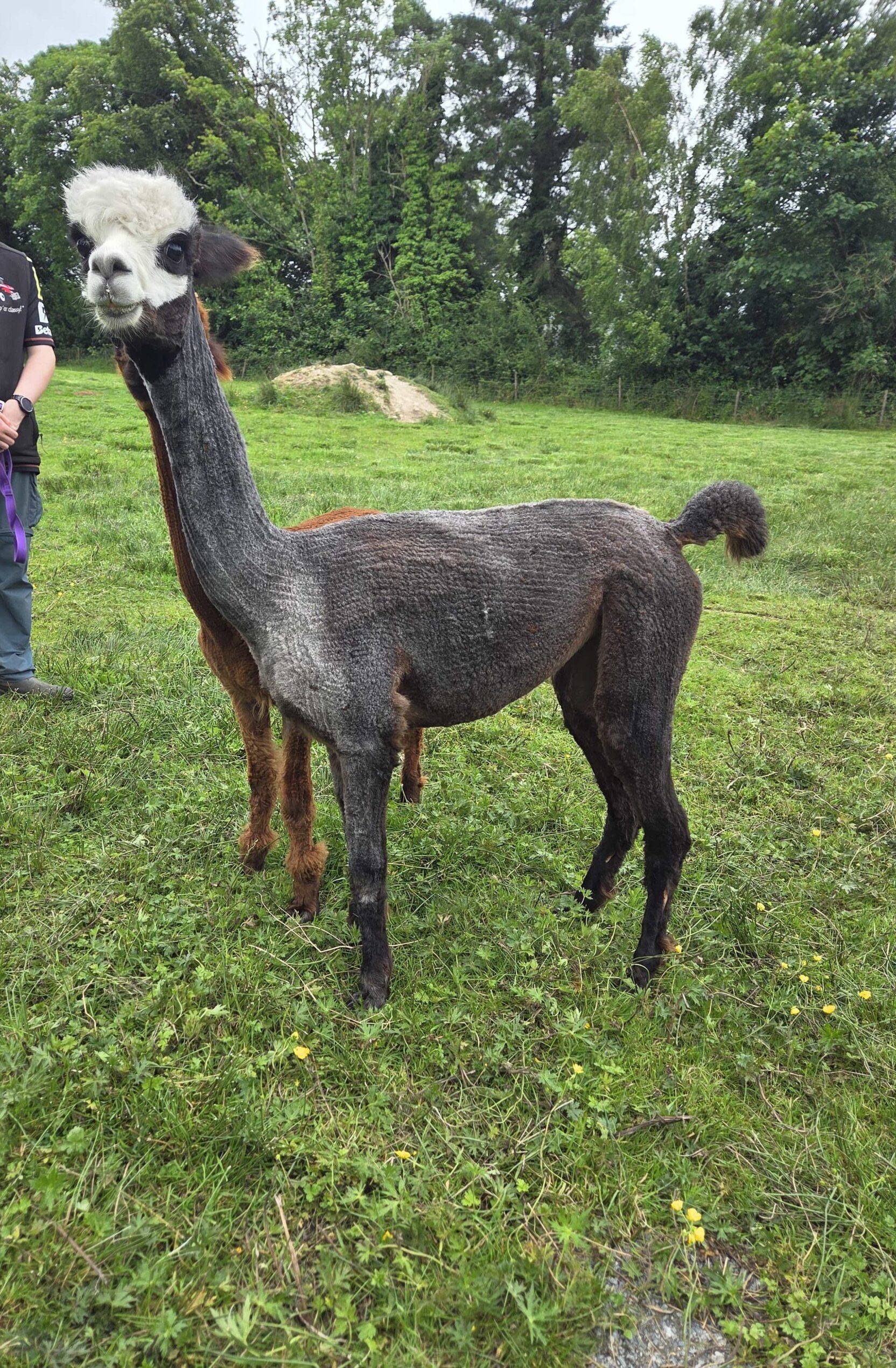 Suaimhneas Alpacas - Suaimhneas Snakeel Moo Sunset - Grey Huacaya for Sale
