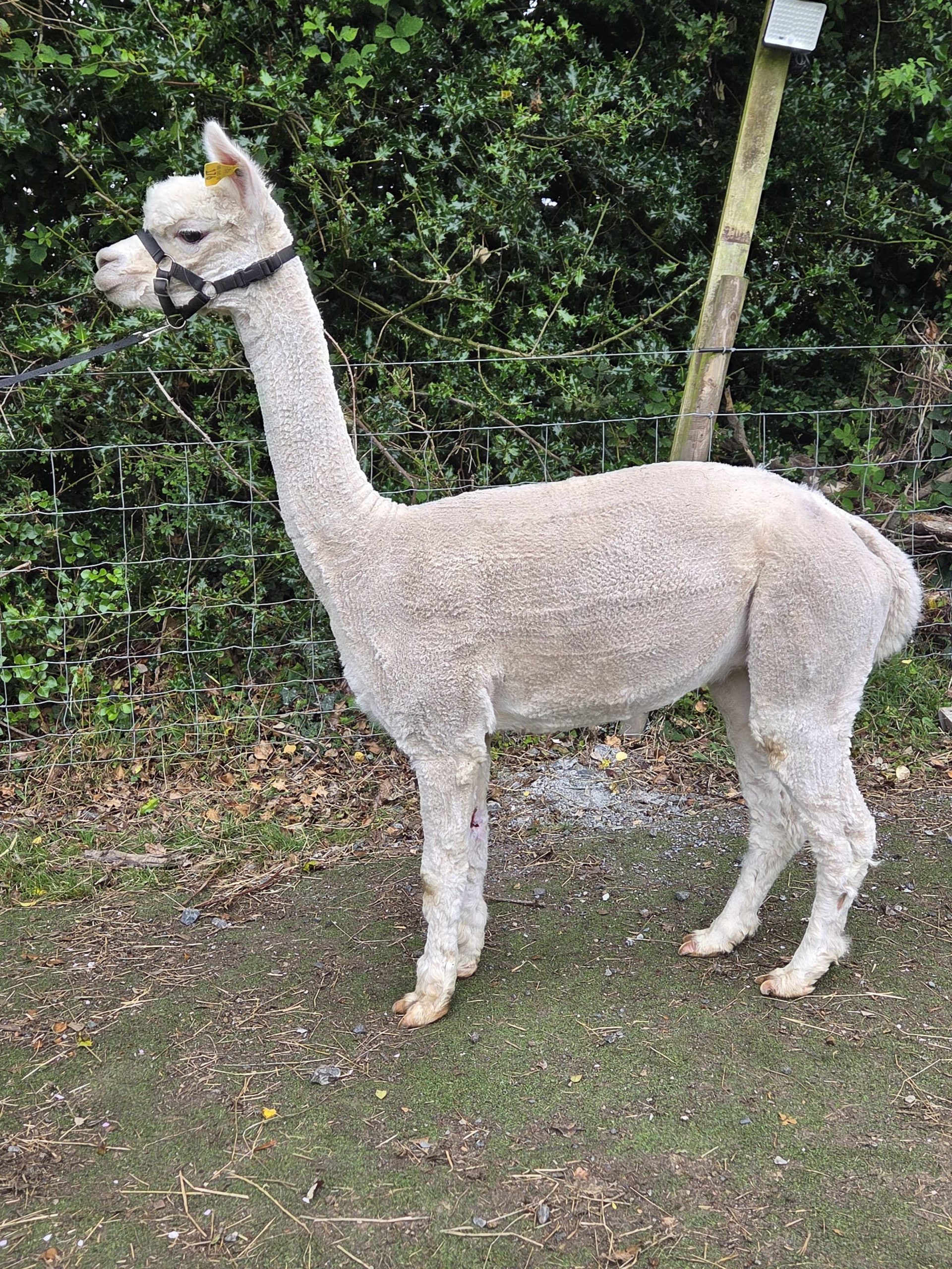 Suaimhneas Alpacas - Ashwood Nancy - White Huacaya for Sale